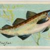 Cod-fish (Gadus morrhua).