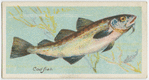 Cod-fish (Gadus morrhua).