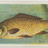 Carp (Cyprinus carpio).