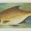 Bream (Abramis brama).