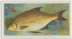 Bream (Abramis brama).