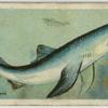 Blue shark (Carcharias glaucus).