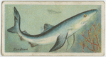 Blue shark (Carcharias glaucus).