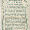 Blue shark (Carcharias glaucus).