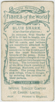 Blue shark (Carcharias glaucus).