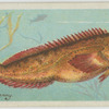 Blenny (Blennius gattorugine).
