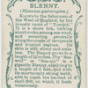 Blenny (Blennius gattorugine).