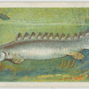 Bichir (Polypterus bichir).