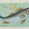 Bass (Labrax lupus).