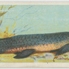 The barramunda (Ceratodus).