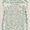 The barramunda (Ceratodus).