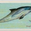 Dolphin (Delphinus delphis).