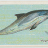 Dolphin (Delphinus delphis).