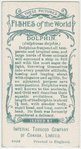 Dolphin (Delphinus delphis).