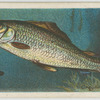 Grayling (Thymallus vulgaris).