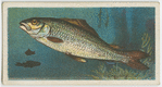 Grayling (Thymallus vulgaris).