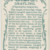 Grayling (Thymallus vulgaris).
