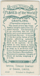 Grayling (Thymallus vulgaris).