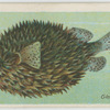 Globe-fish (Diodon maculatus).