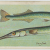 Gar-fish (Belone).