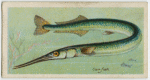 Gar-fish (Belone).