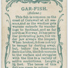 Gar-fish (Belone).