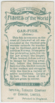 Gar-fish (Belone).