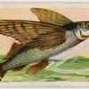 Flying fish (Exocœtus).