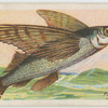 Flying fish (Exocœtus).