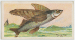Flying fish (Exocœtus).
