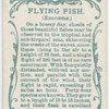 Flying fish (Exocœtus).