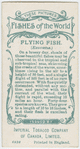 Flying fish (Exocœtus).