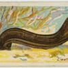 Electric eel (Gymnotus electricus).