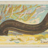 Electric eel (Gymnotus electricus).