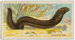 Electric eel (Gymnotus electricus).