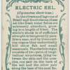 Electric eel (Gymnotus electricus).
