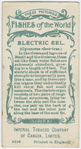 Electric eel (Gymnotus electricus).
