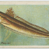 Weever (Trachinus draco).