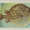 Trunk-fish (Avacana lenticularis).