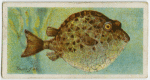 Trunk-fish (Avacana lenticularis).