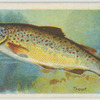 Trout (Salmo fario).