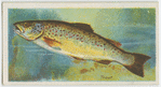 Trout (Salmo fario).