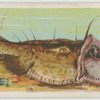 Angler-fish (Lophius piscatorius).