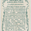 Angler-fish (Lophius piscatorius).