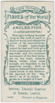 Angler-fish (Lophius piscatorius).