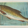 Barbel (Barbus vulgaris).