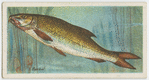 Barbel (Barbus vulgaris).