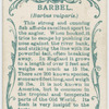 Barbel (Barbus vulgaris).