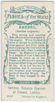 Barbel (Barbus vulgaris).