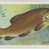 Tench (Tinca tinca).